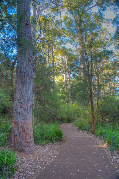 Ancient Tingle Forest Valley Giants Australia — Stock Photo, Image