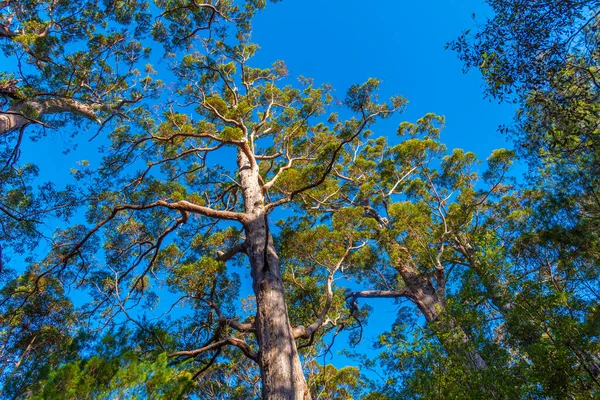 Antica Foresta Formicolio Nella Valle Dei Giganti Australia — Foto Stock