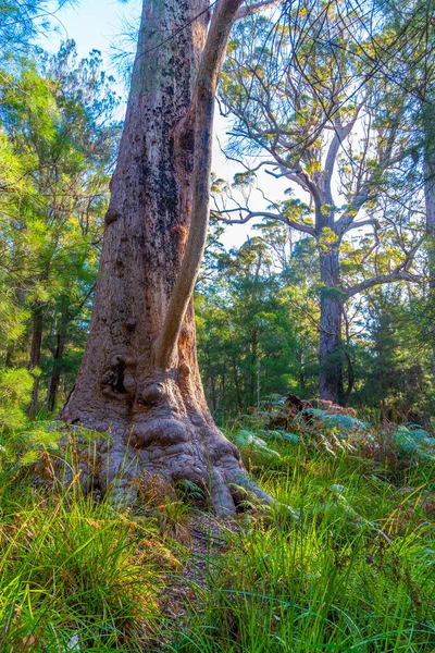 Antica Foresta Formicolio Nella Valle Dei Giganti Australia — Foto Stock