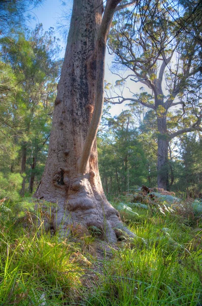 Αρχαία Tingle Δάσος Στην Κοιλάδα Των Γιγάντων Στην Αυστραλία — Φωτογραφία Αρχείου
