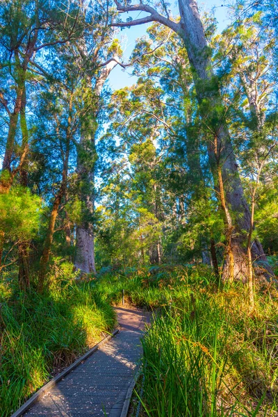 Antica Foresta Formicolio Nella Valle Dei Giganti Australia — Foto Stock