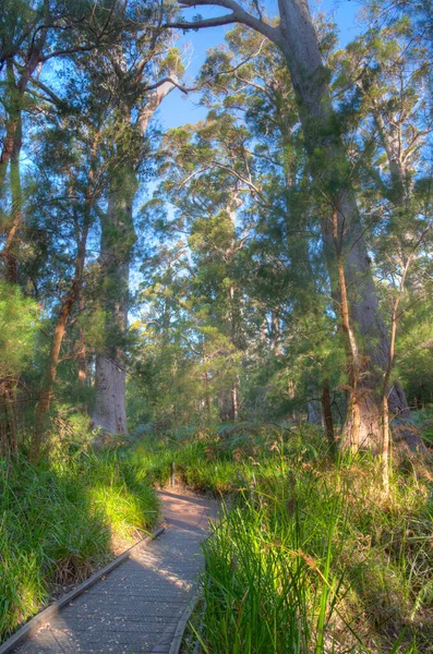 Antiga Floresta Formigueiro Vale Dos Gigantes Austrália — Fotografia de Stock