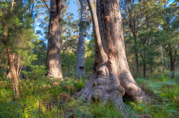 Starobylý Chvějivý Les Údolí Obrů Austrálii — Stock fotografie