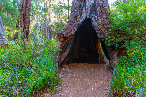 Дыра в стволе покалывающего дерева, вызванная пожаром в кустах в долине гигантов в Австралии
