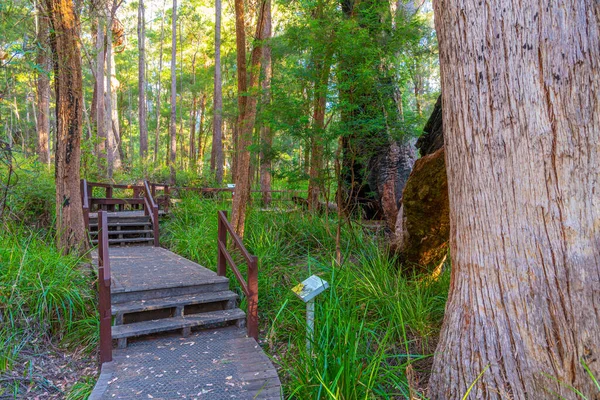 Forntida Pirrande Skog Dalen Jättar Australien — Stockfoto