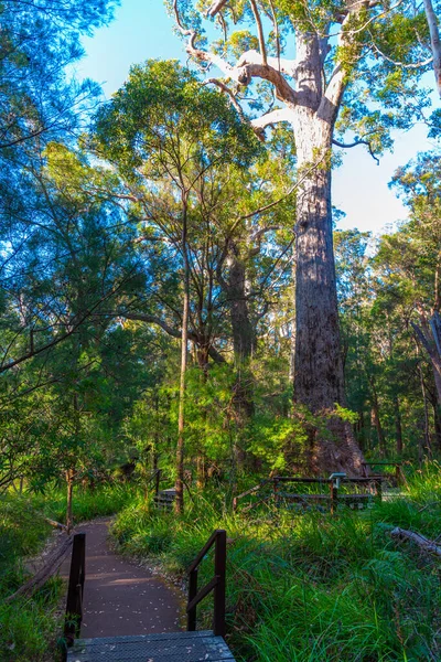Αρχαία Tingle Δάσος Στην Κοιλάδα Των Γιγάντων Στην Αυστραλία — Φωτογραφία Αρχείου