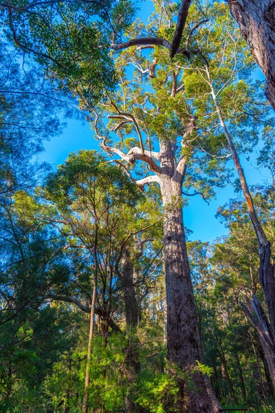 Antica Foresta Formicolio Nella Valle Dei Giganti Australia — Foto Stock