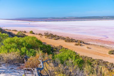 Avustralya 'da Pembe Göl yağlı Limanda