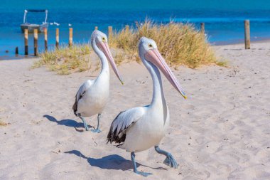 Avustralya 'daki Kalbarri' de Pelikan