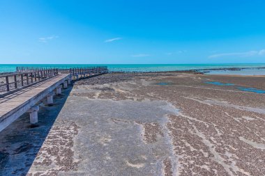 Hamelin Havuzu 'ndaki tahta kaldırım Stromatolite, Avustralya' da görülmek için kullanılır.