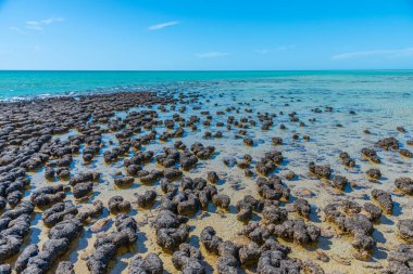 Stromatolites at Hamelin pool in Australia clipart