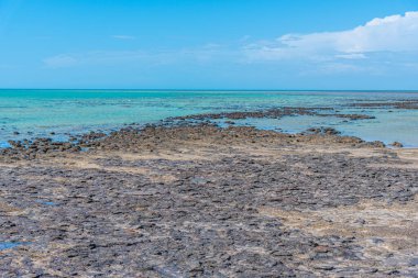 Avustralya 'daki Hamelin havuzunda Stromatolitler