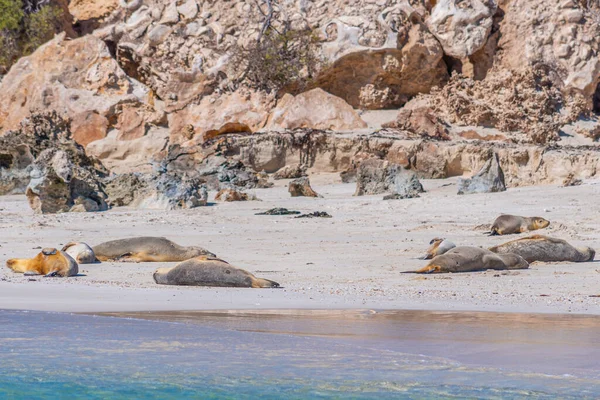 Oroszlánfókák Essex Szikláknál Természetvédelmi Terület Ausztráliában — Stock Fotó