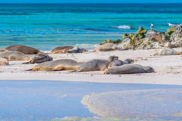 Lobos Marinos Reserva Natural Rocas Essex Australia — Foto de Stock