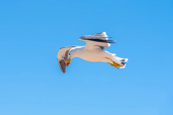 Gabbiano Marino Volo Gerladton Australia — Foto Stock