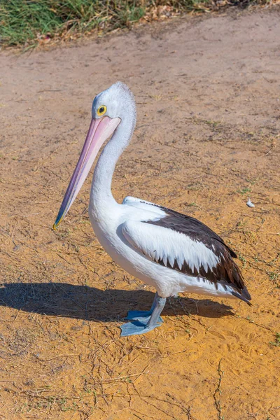 Avustralya Daki Kalbarri Pelikan — Stok fotoğraf