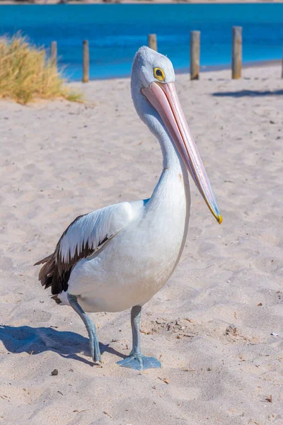 Pelican Kalbarri Australie — Photo