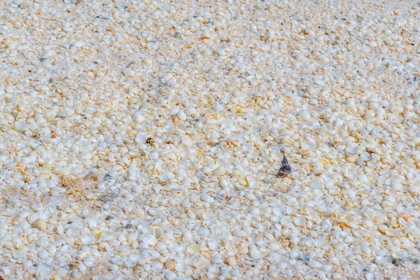 Schelpen Aan Het Schelpstrand Australië — Stockfoto