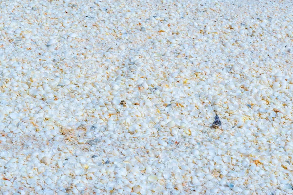 Shells Shell Beach Australia — Stock Photo, Image