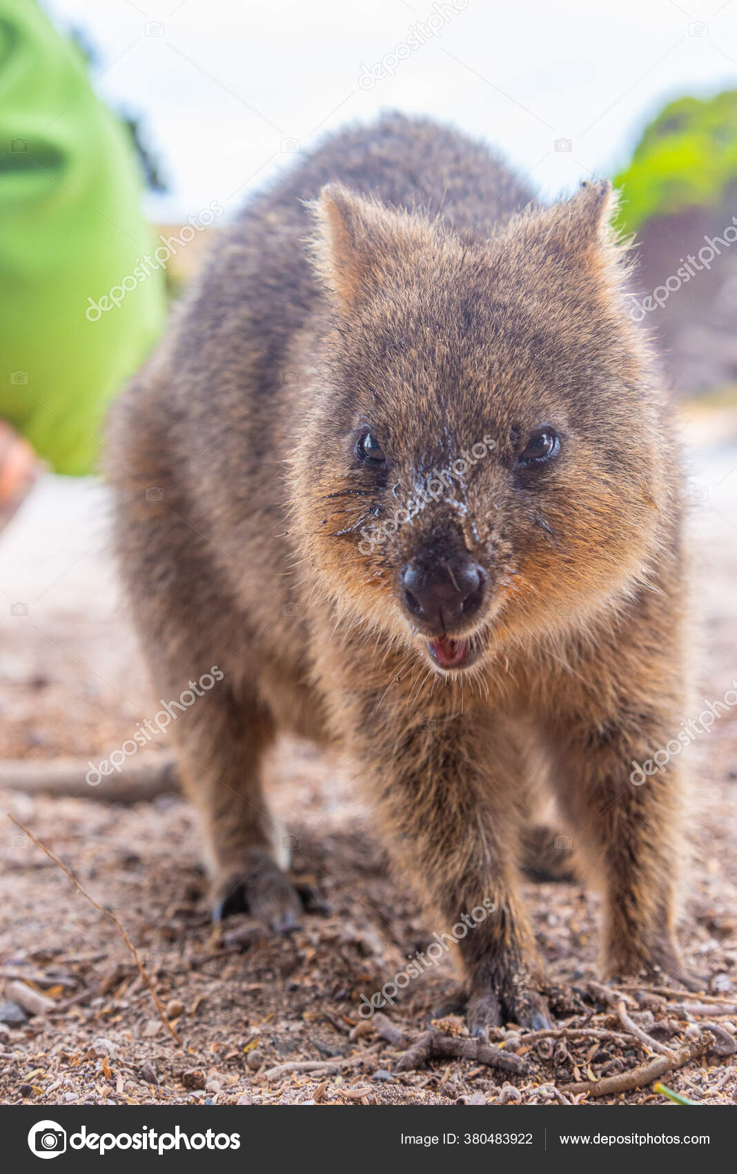Quokka Living Rottnest Island Perth Australia Stock Photo by ยฉDudlajzov ... Biology Diagrams