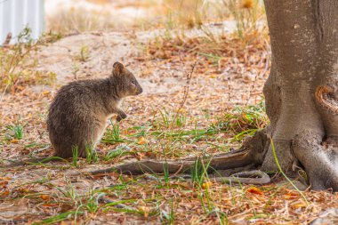 Quokka, Perth, Avustralya yakınlarındaki Rottnest adasında yaşıyor.