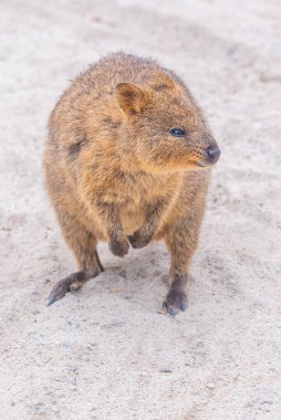 Quokka, Perth, Avustralya yakınlarındaki Rottnest adasında yaşıyor.