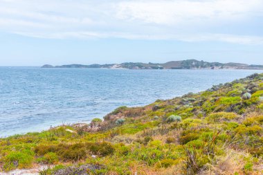 Avustralya 'daki Rottnest Adası' ndaki yunus yuvası.