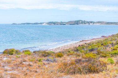 Avustralya 'daki Rottnest Adası' ndaki yunus yuvası.