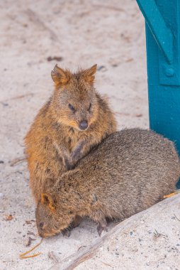 Quokka, Perth, Avustralya yakınlarındaki Rottnest adasında yaşıyor.
