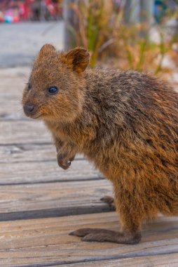 Quokka, Perth, Avustralya yakınlarındaki Rottnest adasında yaşıyor.