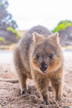 Quokka, Perth, Avustralya yakınlarındaki Rottnest adasında yaşıyor.