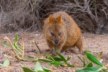 Quokka, Perth, Avustralya yakınlarındaki Rottnest adasında yaşıyor.