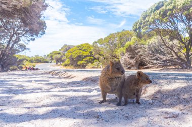 Quokka, Perth, Avustralya yakınlarındaki Rottnest adasında yaşıyor.