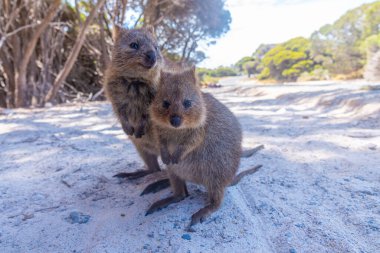 Quokka, Perth, Avustralya yakınlarındaki Rottnest adasında yaşıyor.