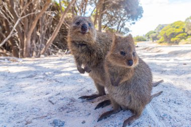 Quokka, Perth, Avustralya yakınlarındaki Rottnest adasında yaşıyor.