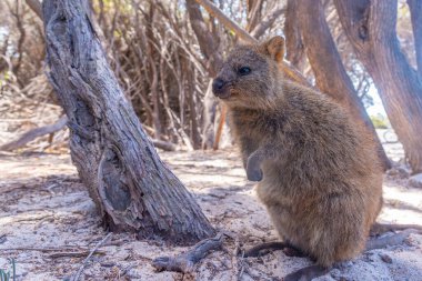 Quokka, Perth, Avustralya yakınlarındaki Rottnest adasında yaşıyor.