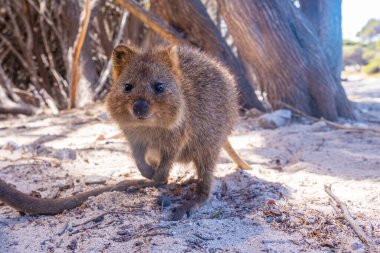 Quokka, Perth, Avustralya yakınlarındaki Rottnest adasında yaşıyor.