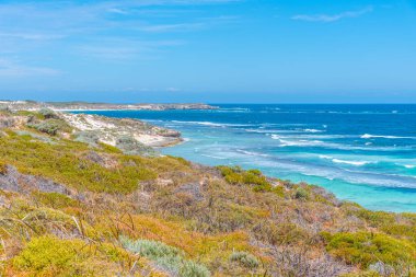 Avustralya 'daki Rottnest Adası' ndaki yunus yuvası.