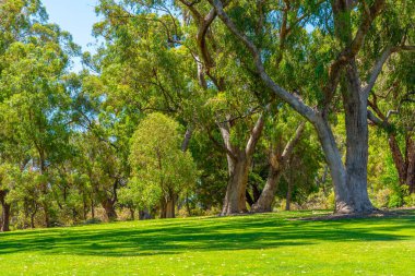 Perth, Avustralya 'daki Kings Park ve Botanik Bahçesi
