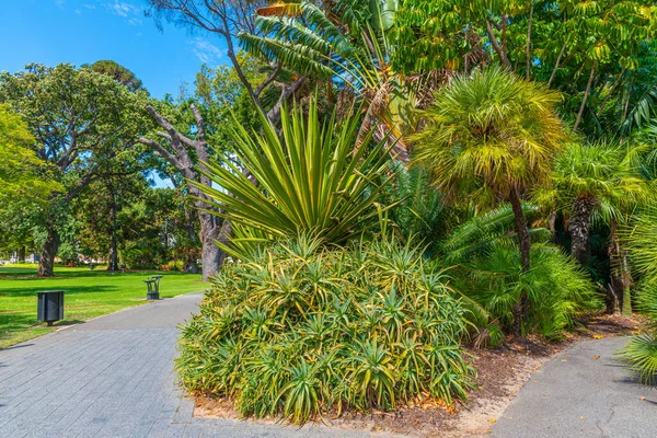 Ogrody Mieszane Perth Australia — Zdjęcie stockowe