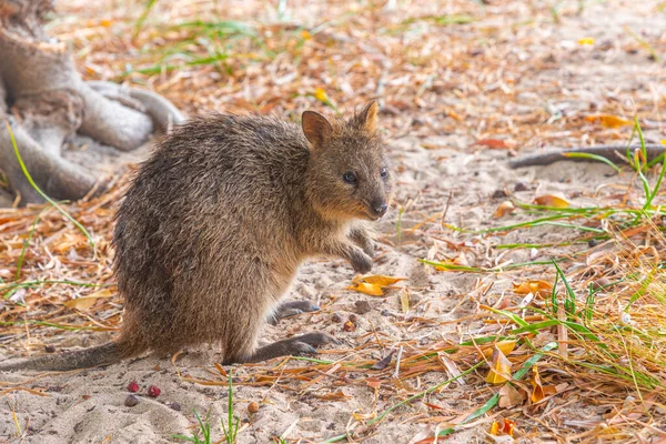 Quokka Vivant Rottnest Island Près Perth Australie — Photo