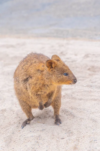 Quokka Vive Rottnest Island Cerca Perth Australia — Foto de Stock