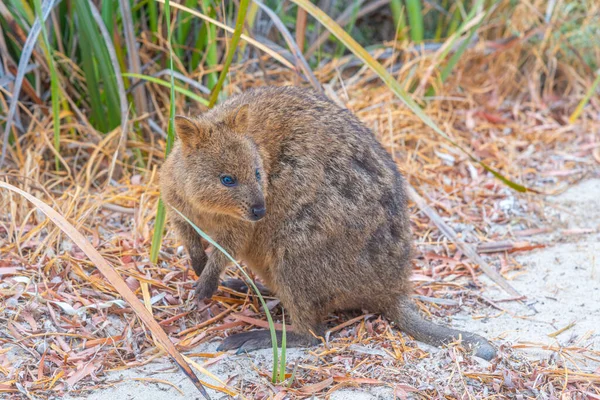 Quokka Vive Rottnest Island Cerca Perth Australia — Foto de Stock