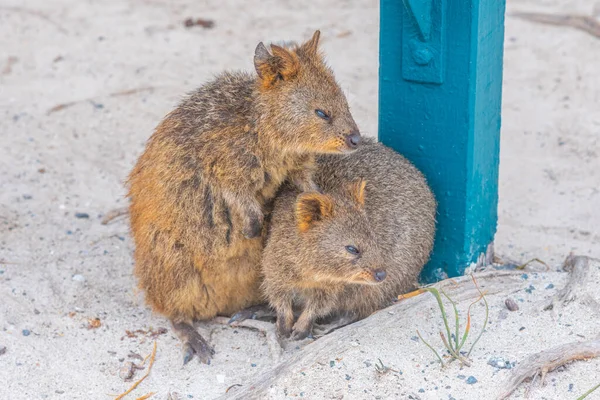 Quokka Vive Rottnest Island Cerca Perth Australia — Foto de Stock