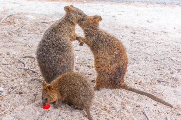 Quokka Lebt Auf Der Insel Rottnest Bei Perth Australien — Stockfoto