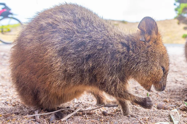 Quokka Living Rottnest Island Perth Australia — Stock Photo, Image