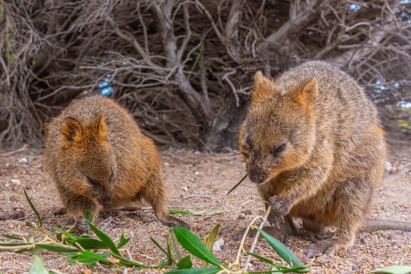 Quokka Vive Rottnest Island Cerca Perth Australia — Foto de Stock