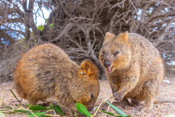 Quokka Rottnest Island Közelében Perth Ausztrália — Stock Fotó