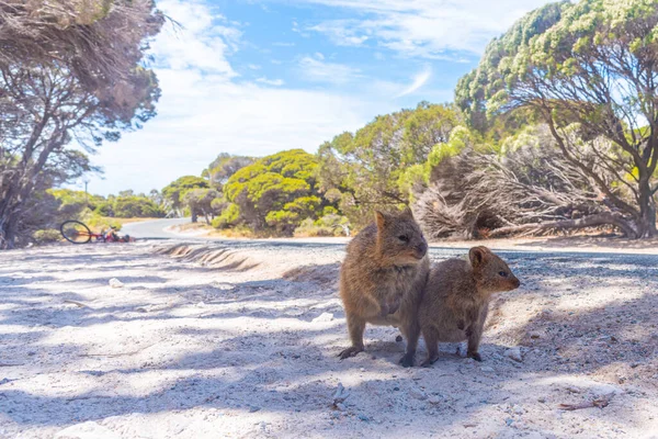 Quokka Rottnest Island Közelében Perth Ausztrália — Stock Fotó