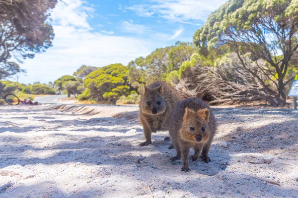 Quokka Perth Avustralya Yakınlarındaki Rottnest Adasında Yaşıyor — Stok fotoğraf